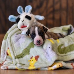 Girl 3 - Whippet puppy in Chatfield, Minnesota from Devlynn Whippets