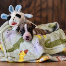 Girl 3 - Whippet puppy in Chatfield, Minnesota from Devlynn Whippets