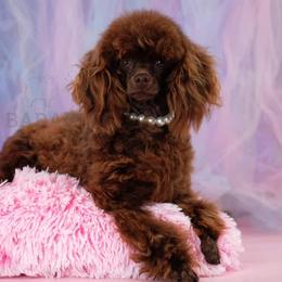 Ciocco - Poodle