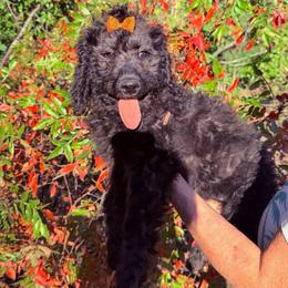 Raven - Black female Goldendoodle puppy in Jasper, Georgia from Harrington Doodles & Poodles
