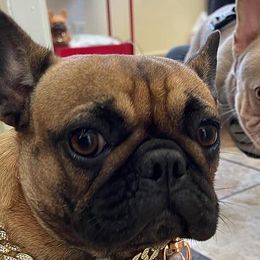 French Bulldogs from Rendon Bulldogs