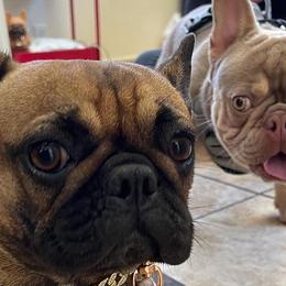 French Bulldogs from Rendon Bulldogs