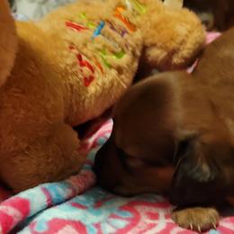 Dachshund Puppies from CLARK'S BREEDING PROGRAM