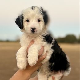 Red collar (Toy) - Black and white male Aussiedoodle puppy in 32046, Florida from River Hill Ranch