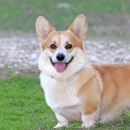 Pi - Pembroke Welsh Corgi