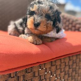 Orion - Merle male Goldendoodle puppy in Spring Hill, Florida from Parisian Puppies