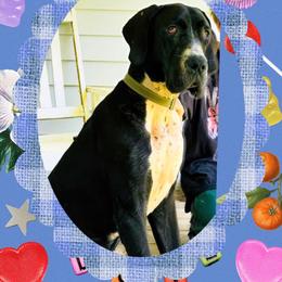 Johnnie - Black male Great Dane puppy in Gonzales, Louisiana from Anstatt House Of Danes