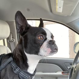 Rizzo - Boston Terrier