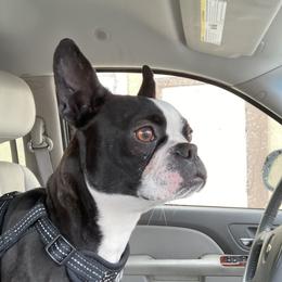 Rizzo - Boston Terrier