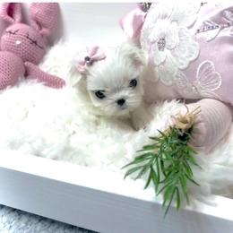 Maltese and Yorkshire Terrier Puppies from tatortot pup