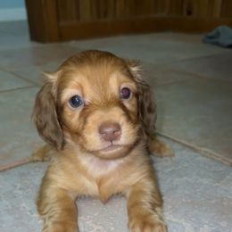 Lincoln - Chocolate male Dachshund puppy in Goldthwaite, Texas from Mini Mama Dachshunds