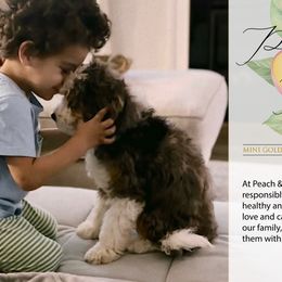 Bernedoodles from Peach & Pawmetto Doodles