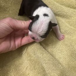 Girl 1 - Black and white female Boston Terrier puppy in Mc Donough, Georgia from Ballard Boston Terriers