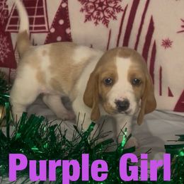 Girl 4 - female Basset Hound puppy in Lexington, Kentucky from Breashae's  Pups