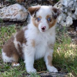Sparkler - Red merle female Miniature Australian Shepherd puppy in Evant, Texas from Lazy VT Bar Ranch
