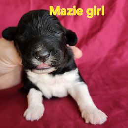 Girl 3 - Black and white female Portuguese Water Dog puppy in Narvon, Pennsylvania from Prized Family Porties