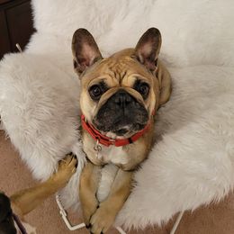 Ruka - French Bulldog