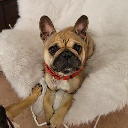 Ruka - French Bulldog