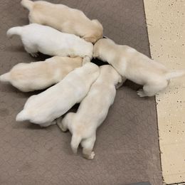 Labrador Retriever Puppies from Red Brush Labs