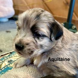 Aquitaine de La Rive - Blue merle male Pyrenean Shepherd puppy in Ripley, Ohio from La Rive Pyr Sheps LLC