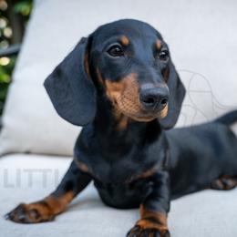 Titan - Black and tan male Dachshund puppy in Temecula, California from Naomi Magee's Dachshund Kennel