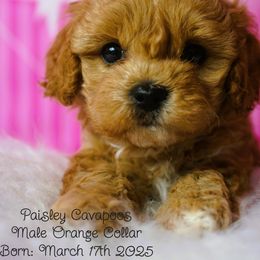 Cavapoo Puppies from Paisley Cavapoos