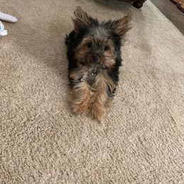 Yorkshire Terrier Puppies from Precious Paws LLC