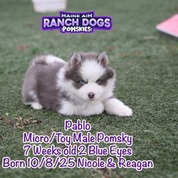 Pablo - Blue male Pomsky puppy in Humeston, Iowa from M.A.R. Dogs