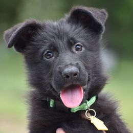Minty - Black female German Shepherd puppy in Azle, Texas from Nuckol's Canines German Shepherds