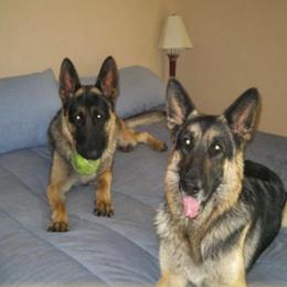 German Shepherds from Legend Shepherds