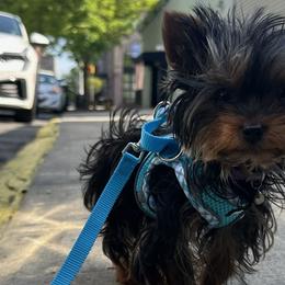 Poodles and Yorkshire Terriers from Pawfect Soul Puppies