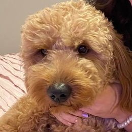 Rizzo - Goldendoodle