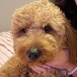 Rizzo - Goldendoodle
