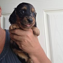 Kenny - Dapple male Dachshund puppy in El Paso, Texas from Mells Weenies