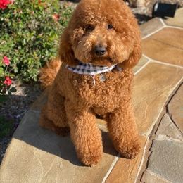 LUKA - Goldendoodle