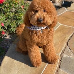 LUKA - Goldendoodle