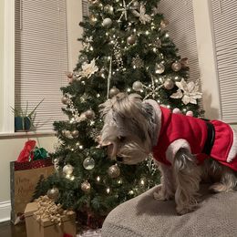 Yorkshire Terrier All Grown Up from Lacey Luxe Breeding- Yorkshire Terriers
