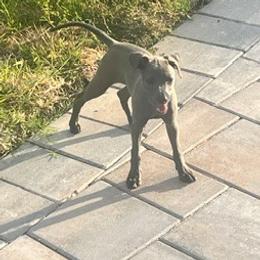 Daino (Dyno) - Fawn female Italian Greyhound puppy in Brooksville, Florida from Fisher Link