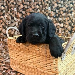 Theo - Black male Labrador Retriever puppy in Isle, Minnesota from Dog Ear Outfitters