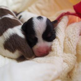 Girl 1 - female Teddy Roosevelt Terrier puppy in Carpenter, Wyoming from Wabbitfire Teddy Roosevelt Terriers