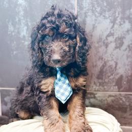 Blaze - Phantom male Goldendoodle puppy in Pasco, Washington from Camp Doodle Woods