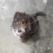 Bordoodle and Poodle Puppies from 5 Cent Canine Co.