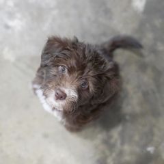 Bordoodle and Poodle Puppies from 5 Cent Canine Co.