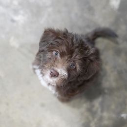 Bordoodle and Poodle Puppies from 5 Cent Canine Co.