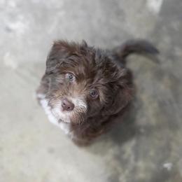 Bordoodle and Poodle Puppies from 5 Cent Canine Co.