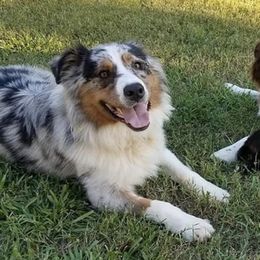 Australian Shepherds from Once Upon A Time Kennels