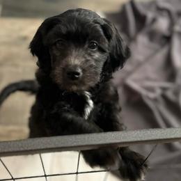 Purple - Black female Goldendoodle puppy in Millville, New Jersey from Michelle's Doodles