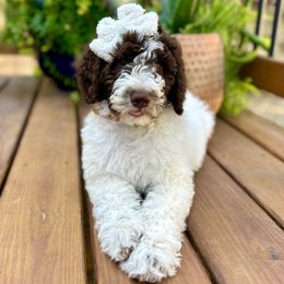 Maple - Sheepadoodle puppy from Urban Farmhouse Sheepadoodles