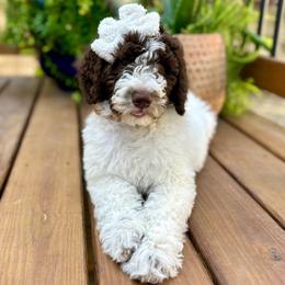 Maple - Sheepadoodle puppy from Urban Farmhouse Sheepadoodles