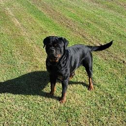 Oni - Rottweiler